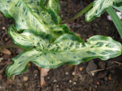 Arum italicum 'Mark's Star'